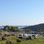 Cerdos-ibericos-campeando-primavera